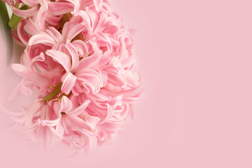 Light pink hyacinth flower isolated on pink background