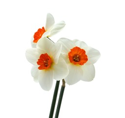 Bouquet of three daffodils isolated on white background