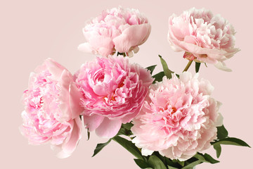 Fototapeta na wymiar Bouquet of five pink peonies on pink background