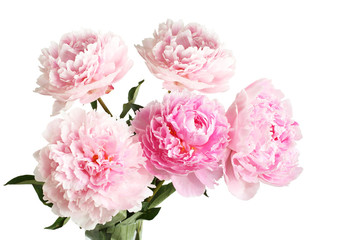 Bouquet of pink peonies on white background