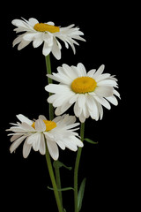 Big white chamomiles isolated on black background