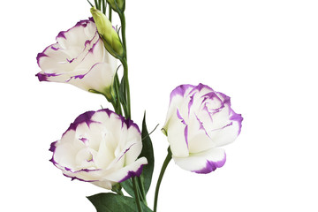 White with purple edges eustoma  flower isolated on lilac background