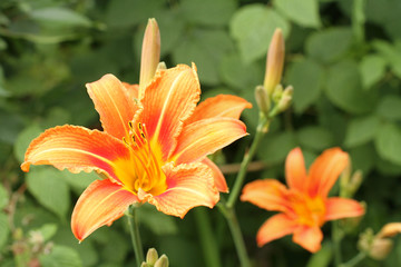 Orange day lily flowers against green grass background