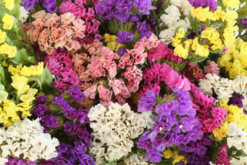 Pink, purple, yellow, white Statice flowers  -  Limonium Background