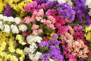 Pink, purple, yellow, white Statice flowers  -  Limonium Background
