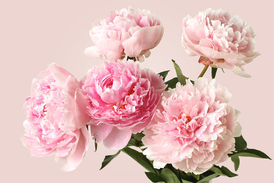 Bouquet of five pink peonies on pink background - Powered by Adobe