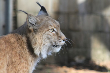 Luchs