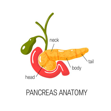 Healthy pancreas concept. Vector illustration