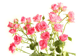 Bouquet of small pink roses on white background