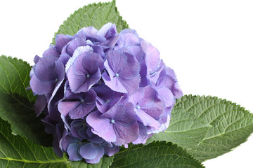 Lilac hydrangea flower isolated on white background