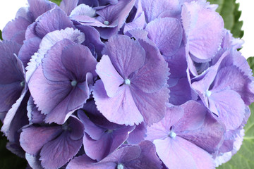 Lilac Hydrangea. Closeup