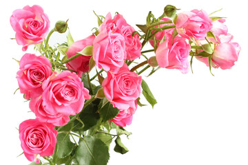 Bouquet of small pink roses on white background