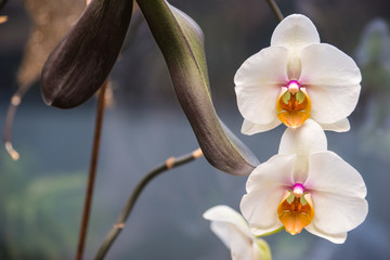 Orchideen