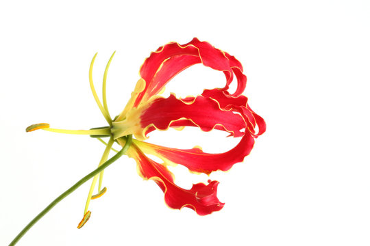 Red Gloriosa Superba on white background