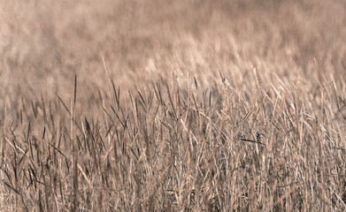The background image of the brown meadow is blown away.