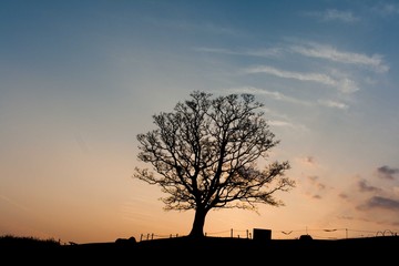 夕暮れの大きな木のシルエット