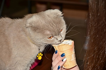 The cat eats ice-cream log cabins.