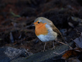 European robin (Erithacus rubecula)