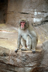 動物園の日本猿