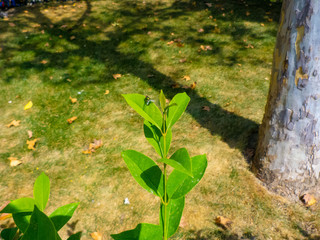 Fly in a plant