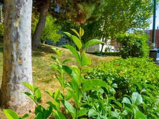 Plant with blurred background