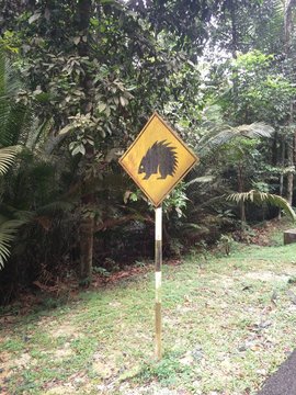 be careful - free wild animals