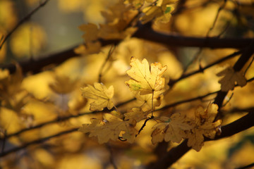 Eichenblätter, Eichenblatt goldgelb im Herbst