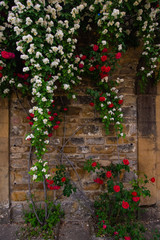 Fototapeta na wymiar Flower Vines Brick Wall