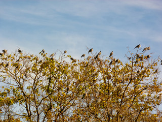 Photo of birds in a park