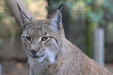 Luchs