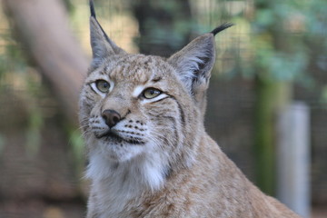 Luchs