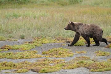 Young grizzly bear walking through a clearing in Lake Clark National Park, Alaska, USA