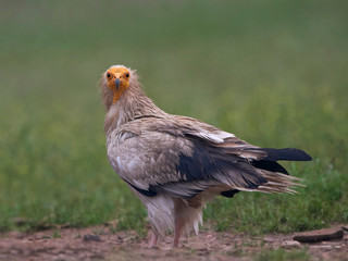 Egyptian vulture (Neophron percnopterus)