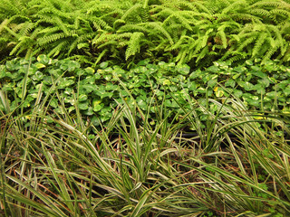 エコプラント（ネフロレピス, ポトス, オリズルラン）