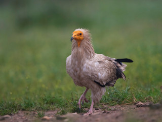 Egyptian vulture (Neophron percnopterus)