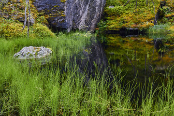 black lake, tree in the forest