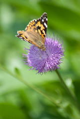 painted lady on a flower