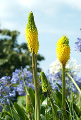 bees lemon red hot pocker