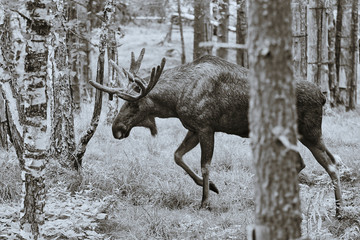 elk in forrest black & white