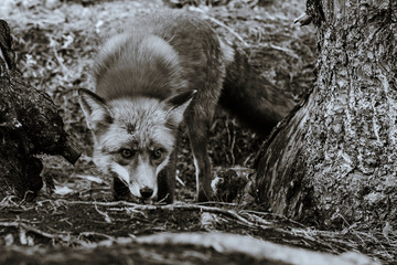 portrait of a fox