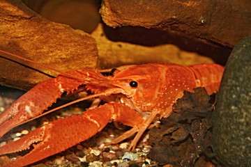 Mexican red cancer in the aquarium ..