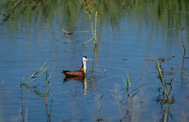 African Jacana swimming in the water, Okavango Delta, Botswana, Africa