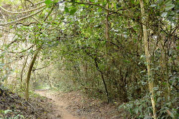 foothpath to waterfall at Jetkod-Pongkonsao travel location in Thailand