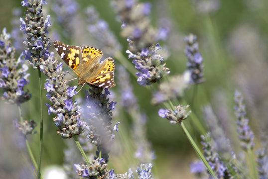 painted lady on lavender 