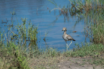 Water Thick-Knee Bird (also known as the Water Dikkop or Stone-Curlew) standing on the bank of a pond in the Okavango Delta, Botswana