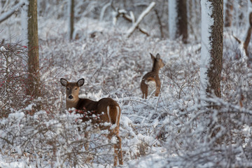 Deer in winter 