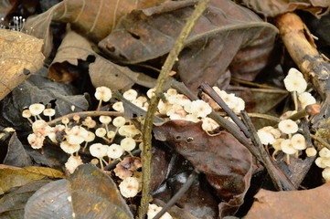 fungus mushroom bunch growing from decay log on ground in forest