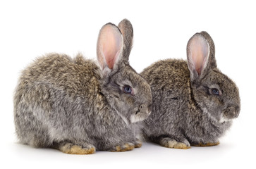 Two gray rabbits isolated