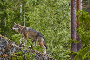 wolf on trip