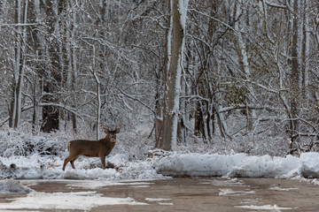 Deer in frosted forest